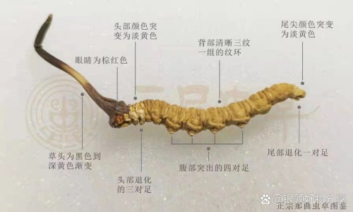 复方银翘氨敏胶囊功效详解-复方银翘氨敏胶囊主治什么的网 :分享复方银翘氨敏胶囊是什么药-复方银翘氨敏胶囊主要成分是什么知识
