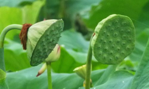 复方银翘安敏胶囊作用-复方银翘氨敏胶囊主治什么的网 :分享复方银翘氨敏胶囊是什么药-复方银翘氨敏胶囊主要成分是什么知识